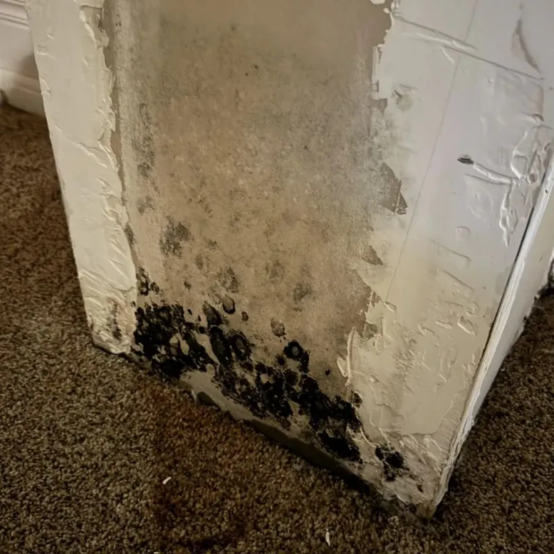 Professional Mold Removal in Mankato, KS